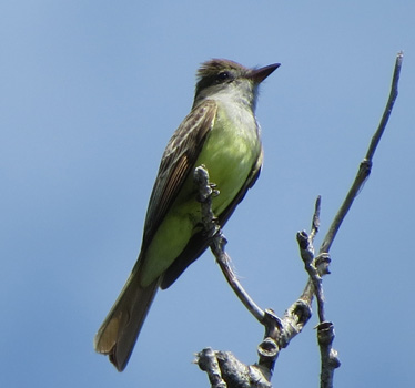 Great Crested Flycatcher Clinton Lake 5_28_2014